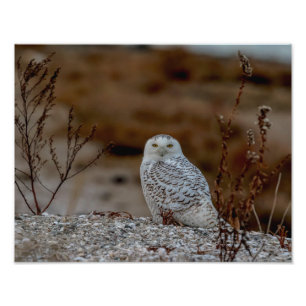 14x11 Schneeeule auf einem Felsen Fotodruck