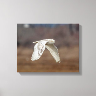14x11 Schneeeule im Flug Leinwanddruck
