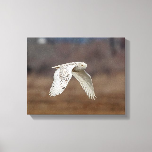 14x11 Schneeeule im Flug Leinwanddruck (Vorderseite)