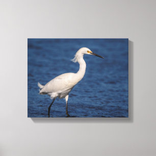 14x11 Snowy Egret am Nordstrand Leinwanddruck