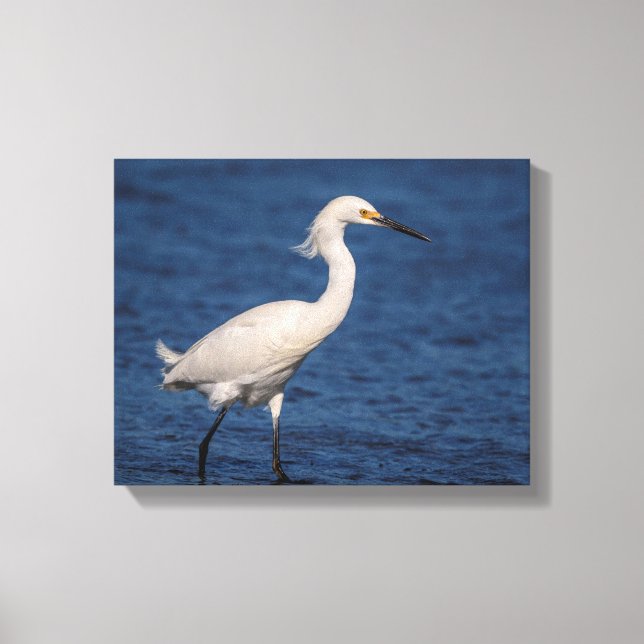 14x11 Snowy Egret am Nordstrand Leinwanddruck (Vorderseite)