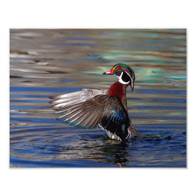 14x11 Wing Flapping Wood Duck Fotodruck (Vorne)