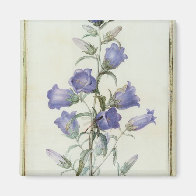15:Campanula: Mittel 1787 Magnet (Vorne)
