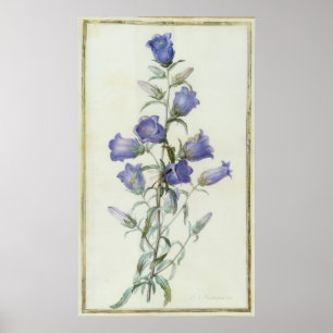 15:Campanula: Mittel 1787 Poster