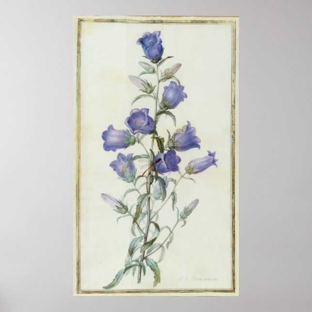 15:Campanula: Mittel 1787 Poster (Vorne)