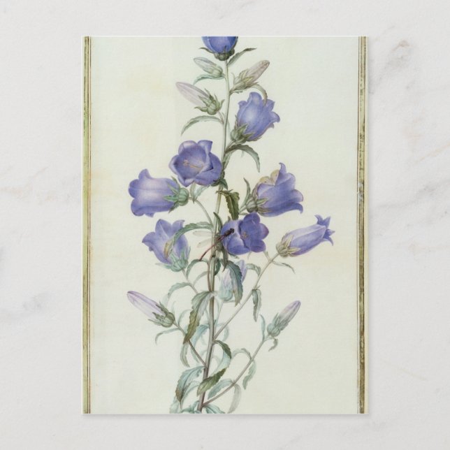 15:Campanula: Mittel 1787 Postkarte (Vorderseite)