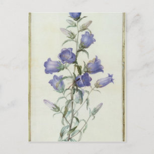 15:Campanula: Mittel 1787 Postkarte