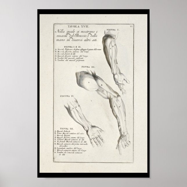 1691 Artistische Anatomie Armmuskeln Art Print Poster (Vorne)