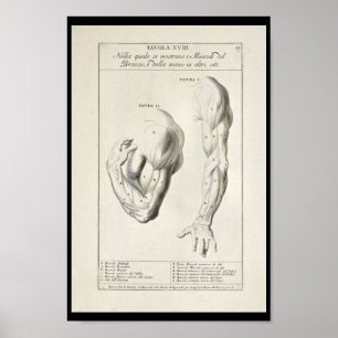 1691 Artistische Anatomie Armmuskeln Art Print Poster