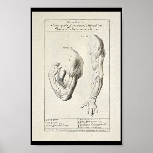 1691 Artistische Anatomie Armmuskeln Art Print Poster (Vorne)