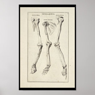 1691 Künstlerische Anatomie Armknochen Kunst druck Poster