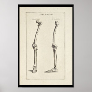 1691 Künstlerische Anatomie Beinknochen Kunst druc Poster