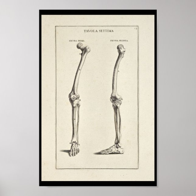 1691 Künstlerische Anatomie Beinknochen Kunst druc Poster (Vorne)