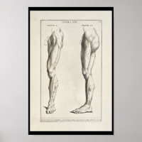 1691 Künstlerische Anatomie Beinmuskeln Art Print