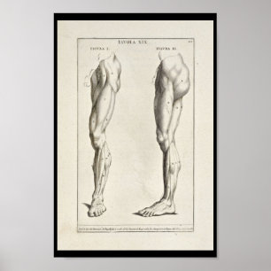1691 Künstlerische Anatomie Beinmuskeln Art Print Poster