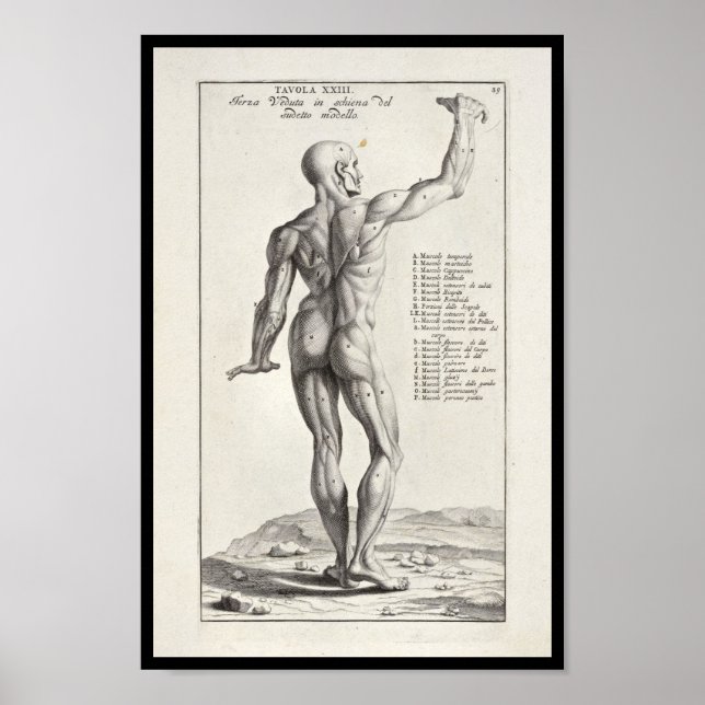 1691 Künstlerische Anatomie Muskeln Körperkunst dr Poster (Vorne)