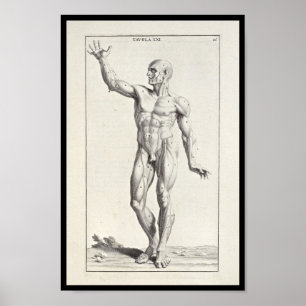 1691 Künstlerische Anatomie Muskeln Körperkunst dr Poster