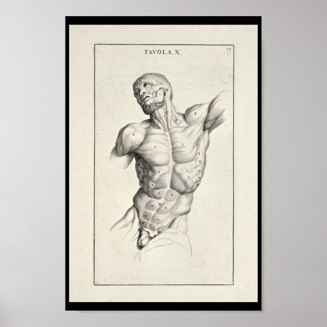 1691 Künstlerische Anatomie Muskeln Torso Art Prin Poster (Vorne)