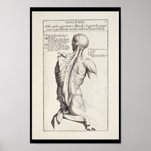 1691 Künstlerische Anatomie Rückmuskeln Kunst druc Poster