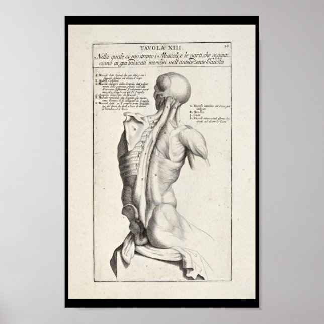 1691 Künstlerische Anatomie Rückmuskeln Kunst druc Poster (Vorne)