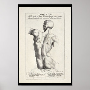 1691 Künstlerische Anatomie Rückmuskeln Kunst druc Poster