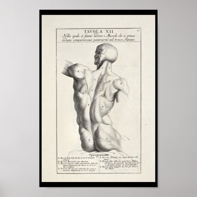1691 Künstlerische Anatomie Rückmuskeln Kunst druc Poster (Vorne)