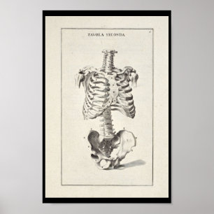 1691 Künstlerische Anatomie Skeleton Art Print Poster