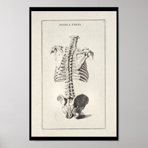1691 Künstlerische Anatomie Skeleton Pinakothek Pr Poster