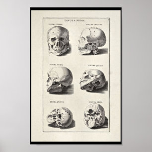 1691 Künstlerische Anatomie Skull Art Print Poster