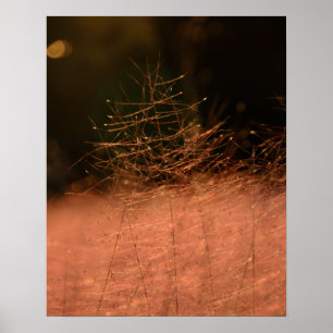 16×20 Pink Muhly Jeju-do Südkorea Fotodruck Poster