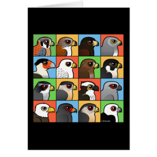 16 nordamerikanische Raubvogel-Profile