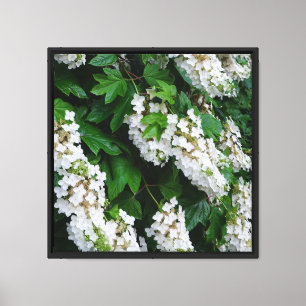 16"x16" Eichenblatt-Hortensie Leinwanddruck