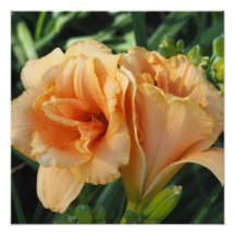 16"x16" Orange Taglilien