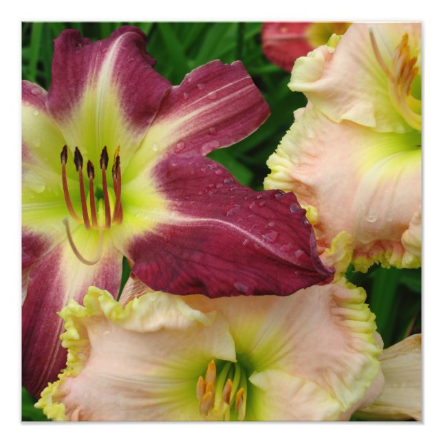 16"x16" Taglilien Fotodruck (Vorne)