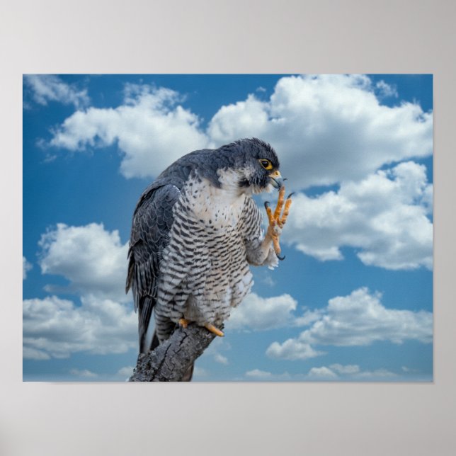16x12 Peregrine Falcon entlang des Hudson River Poster (Vorne)