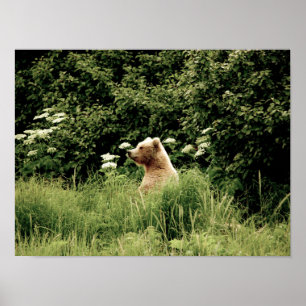 16x12 Poster Paper (Matte) von Grizzlybären