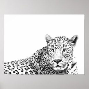 16x12 Zoll Moderner Schwarz-Weiß-Jaguar Poster