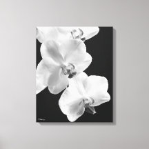 16X20 Orchideen in Schwarz-Weiß-Wrapped Canvas Art