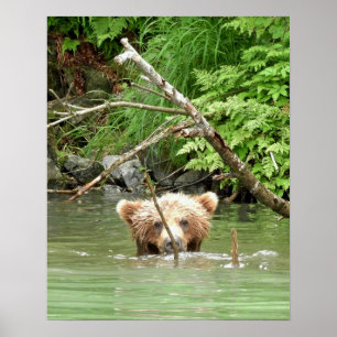 16x20 Plakatpapier (Matte) aus Grizzlybär Poster