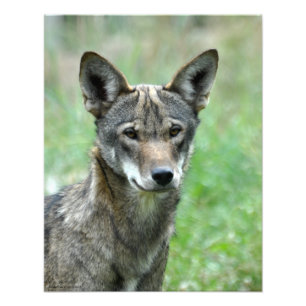 16X20 Roter Wolf Fotodruck