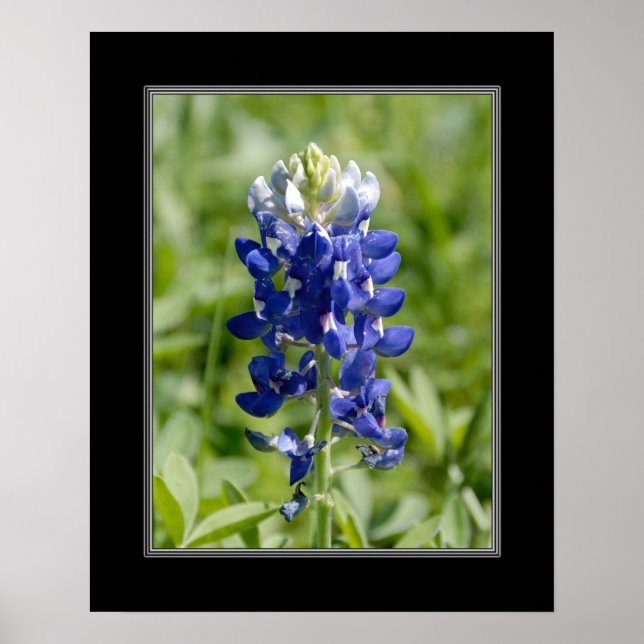 16x20 Texas Blubonnet-Blume Poster (Vorne)