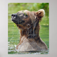 16x20 Value Poster Paper (Matte) mit Grizzlybär