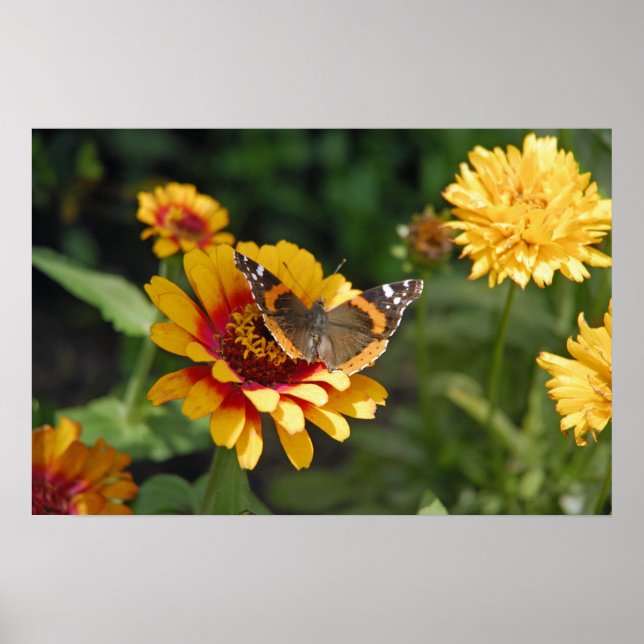 16x24 Indianerblanket-Wildblume und Schmetterling Poster (Vorne)