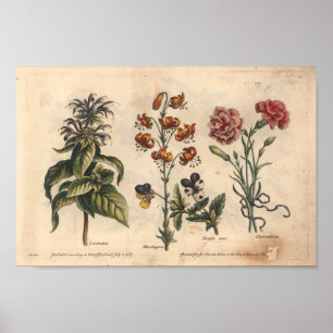 1757 Botanische Blume Art Print Carnation Poster