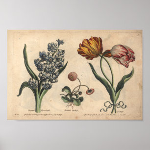1757 Botanische Blume Art Print Tulip Poster
