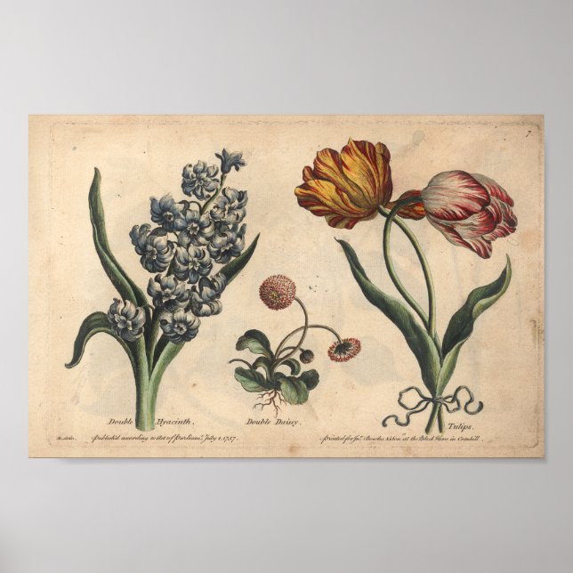 1757 Botanische Blume Art Print Tulip Poster (Vorne)