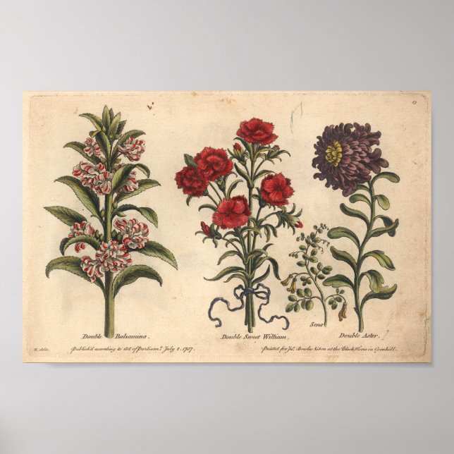 1757 Botanische Blume Kunstdruckerei Balsamina Poster (Vorne)