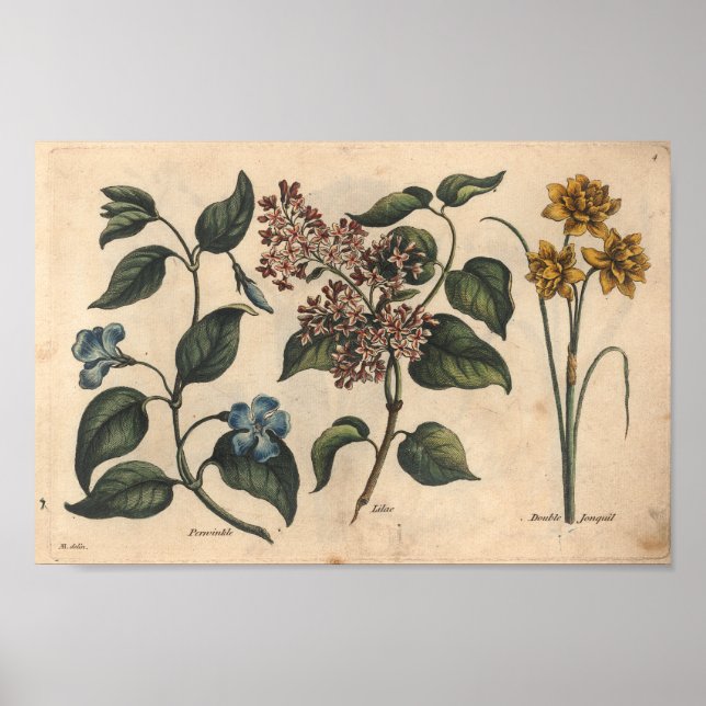 1757 Botanische Blume Kunstdruckerei Periwinkle Poster (Vorne)