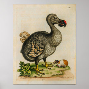 1760 Vintage Illustration von Dodo Bird Poster