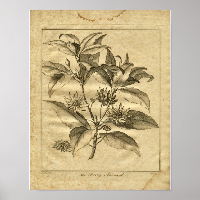 1817 Anniseed Culpeper Herbal Print Poster (Vorne)